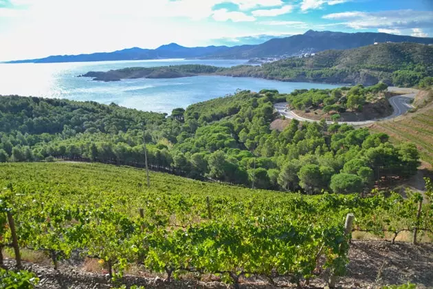 Vinarija Costa Brava