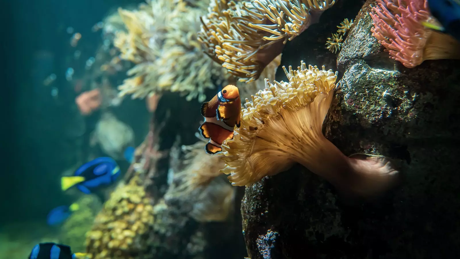 Aquarium de La Rochelle.