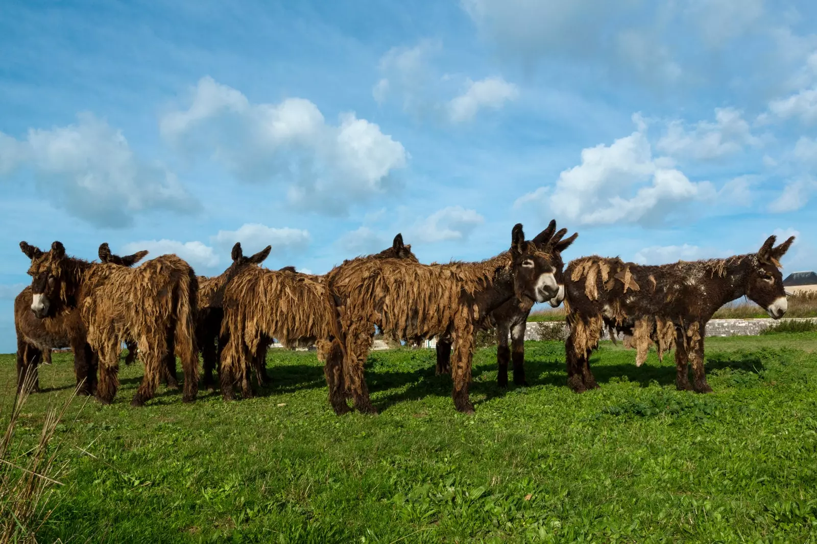 Rastafarian donkeys on the island of R.