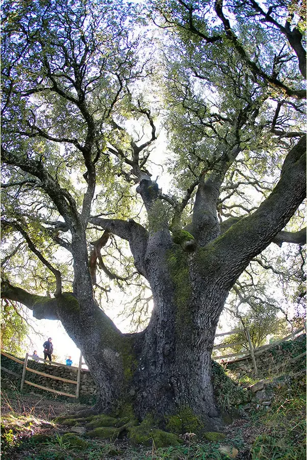 holm oak