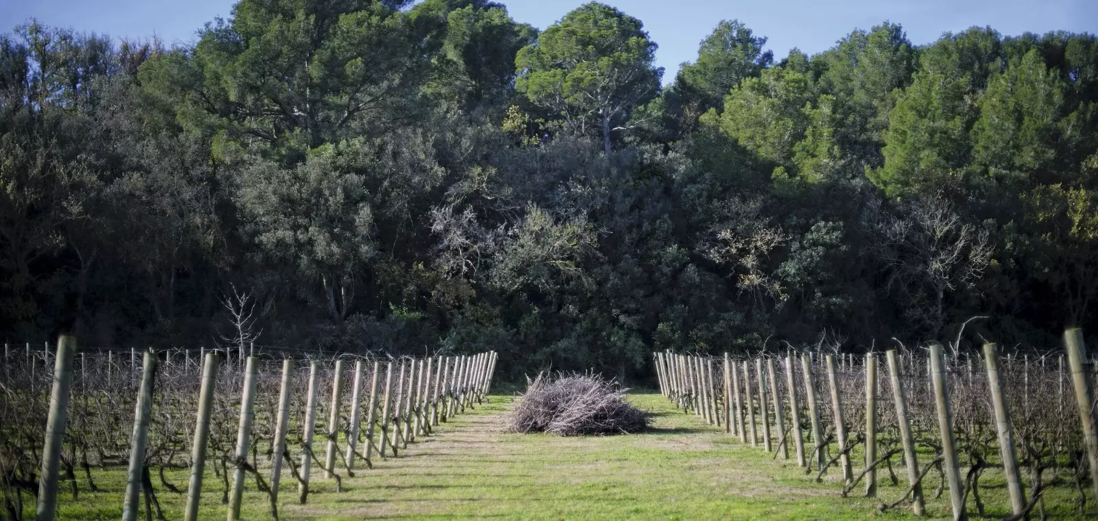 Vinograd Vins De Taller