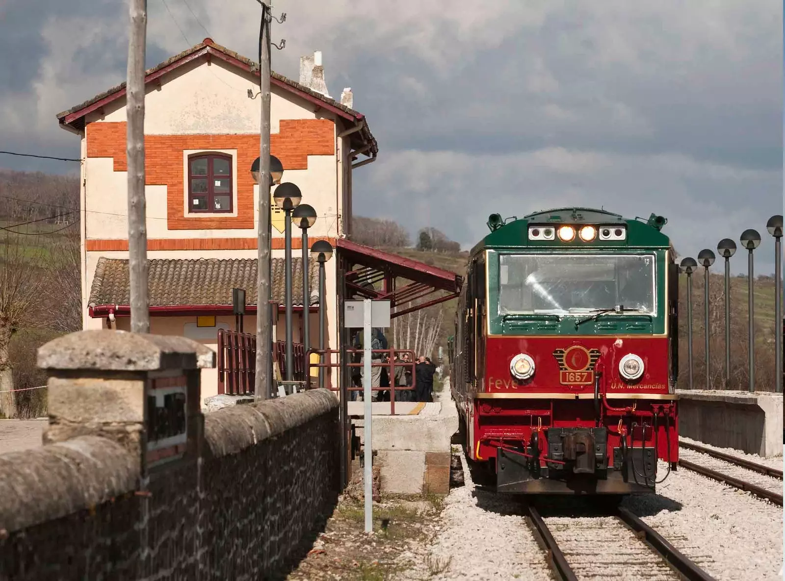 stejar expres