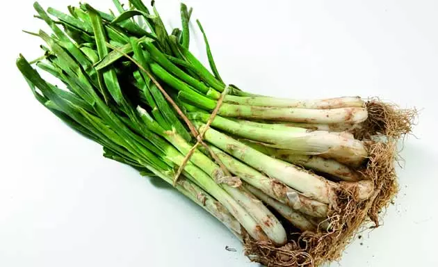 Calçots