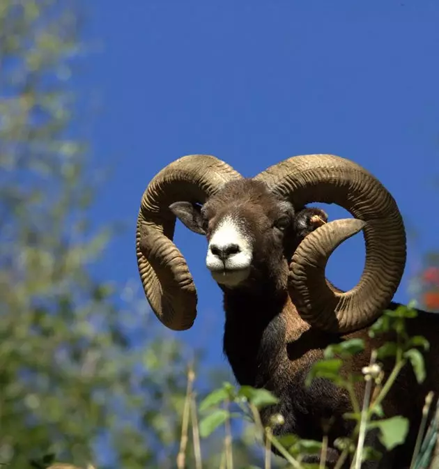 mouflon