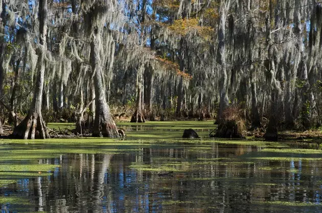 Swamplands in New Orleans