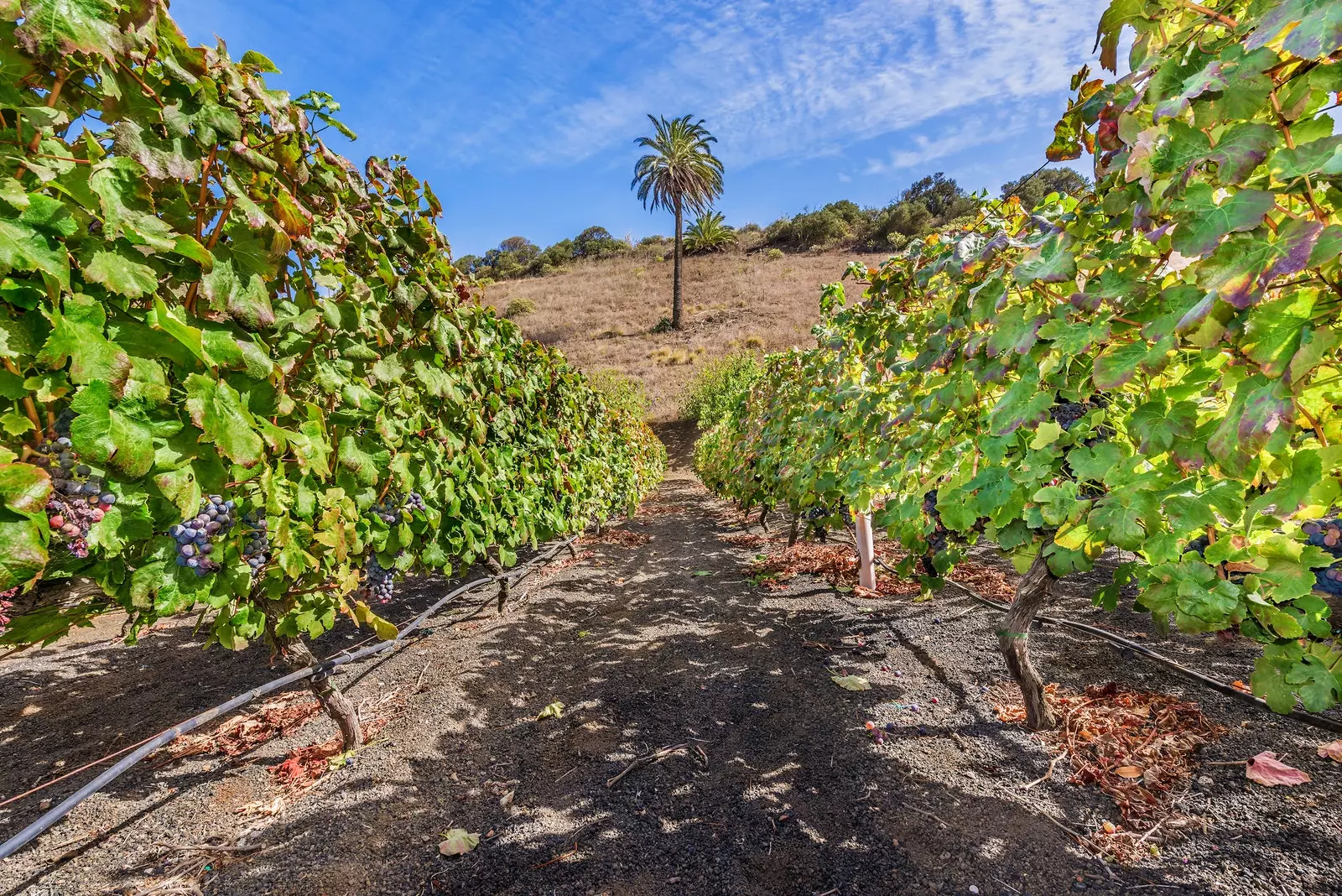 Vignobles de Bandama