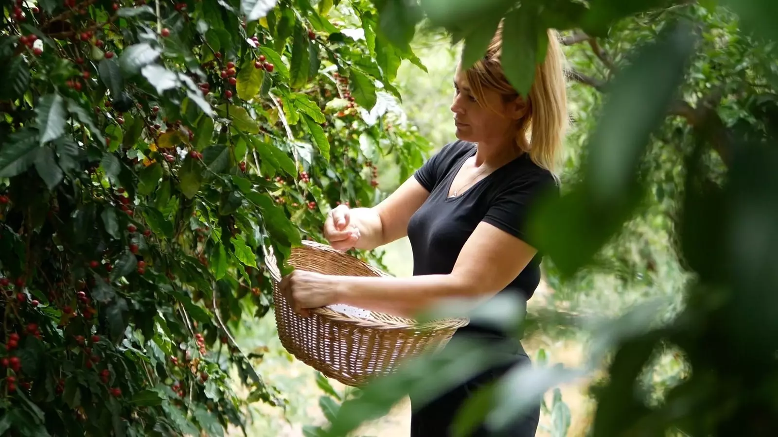 Café espagnol le joyau de la vallée d'Agaete