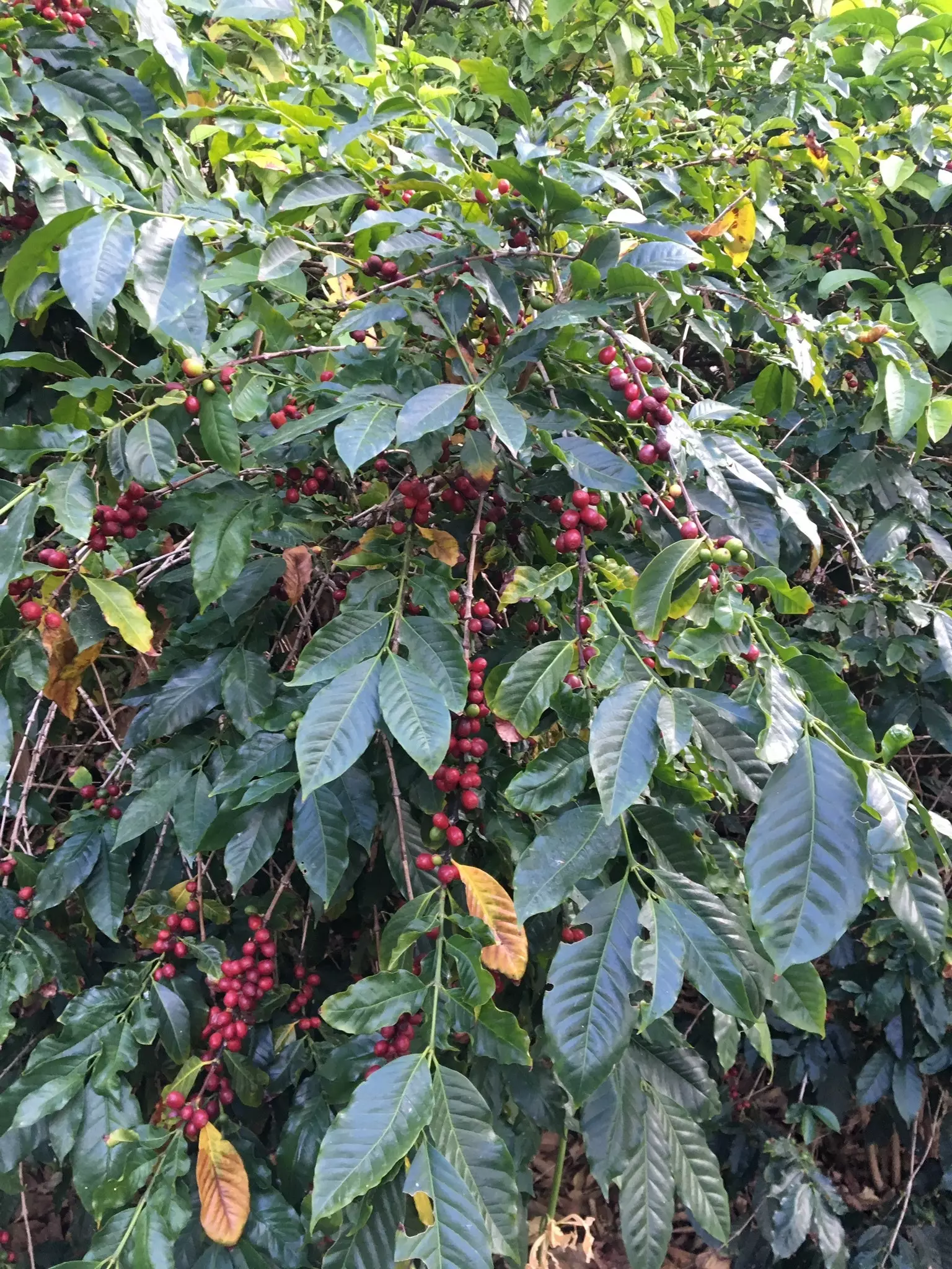 Mais comment le café est-il arrivé en Espagne