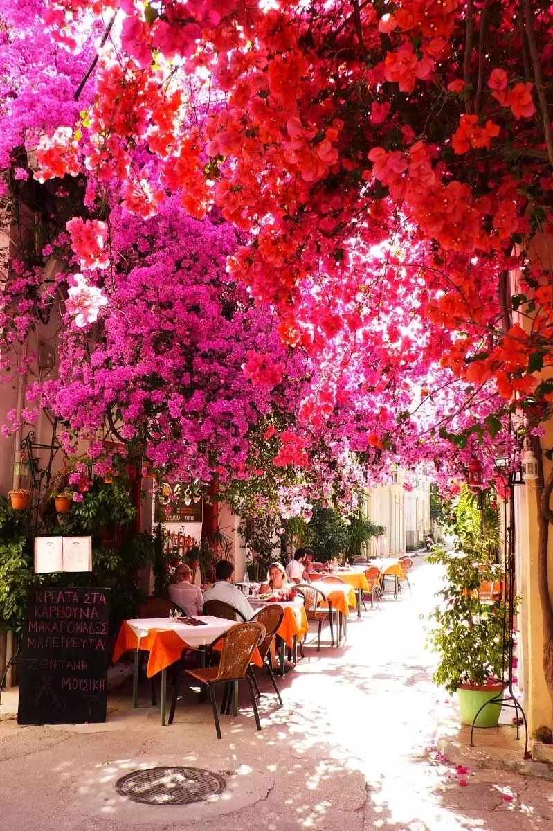 Науплиа бол bougainvillea, нарийн гудамж юм