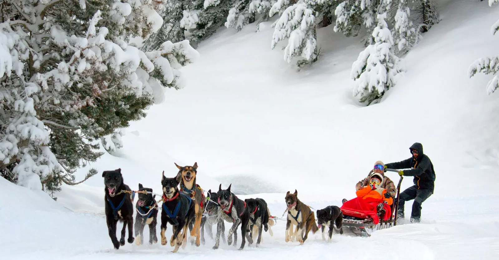 dog sledding