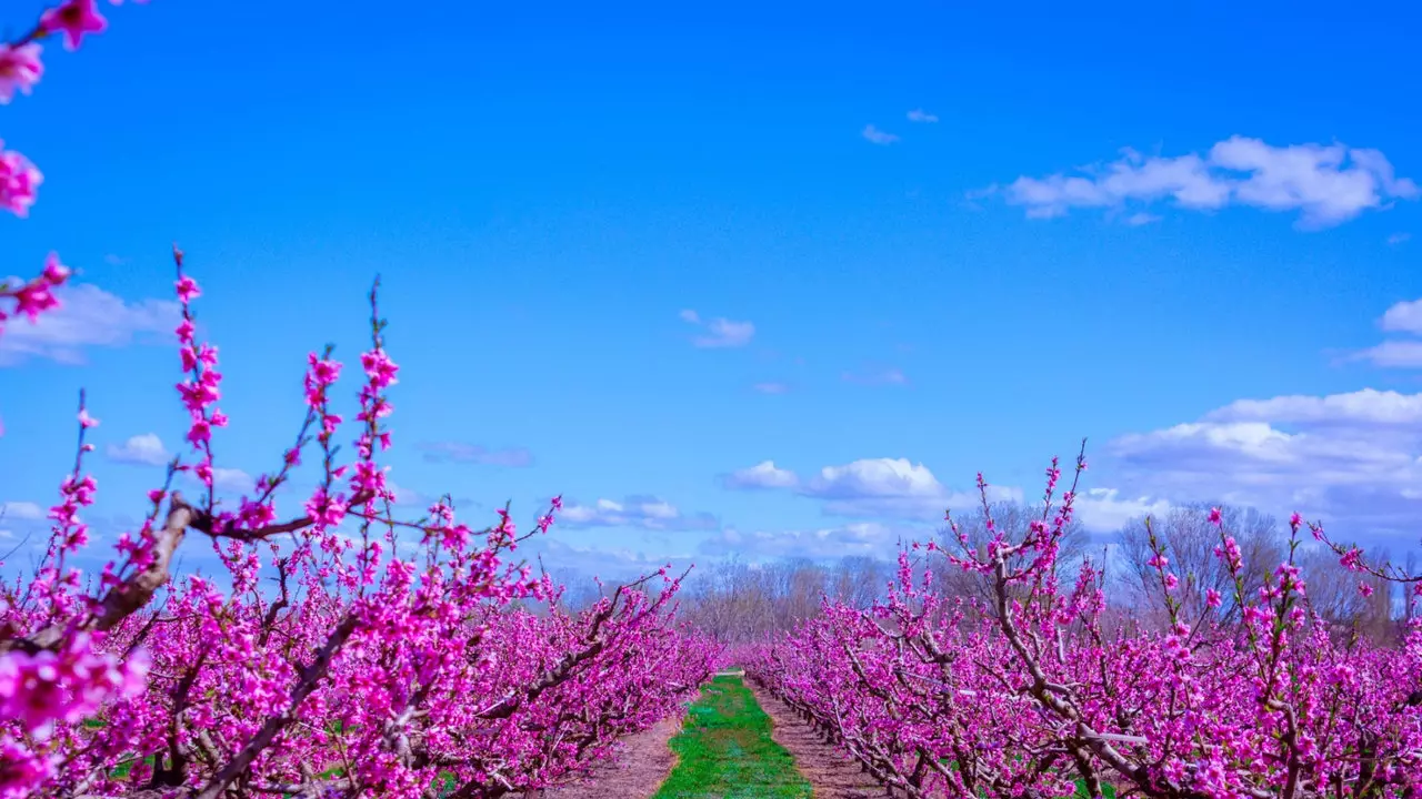 Aitona in bloom: المناظر الطبيعية لأشجار الخوخ التي ستجعلك تسافر إلى Lleida