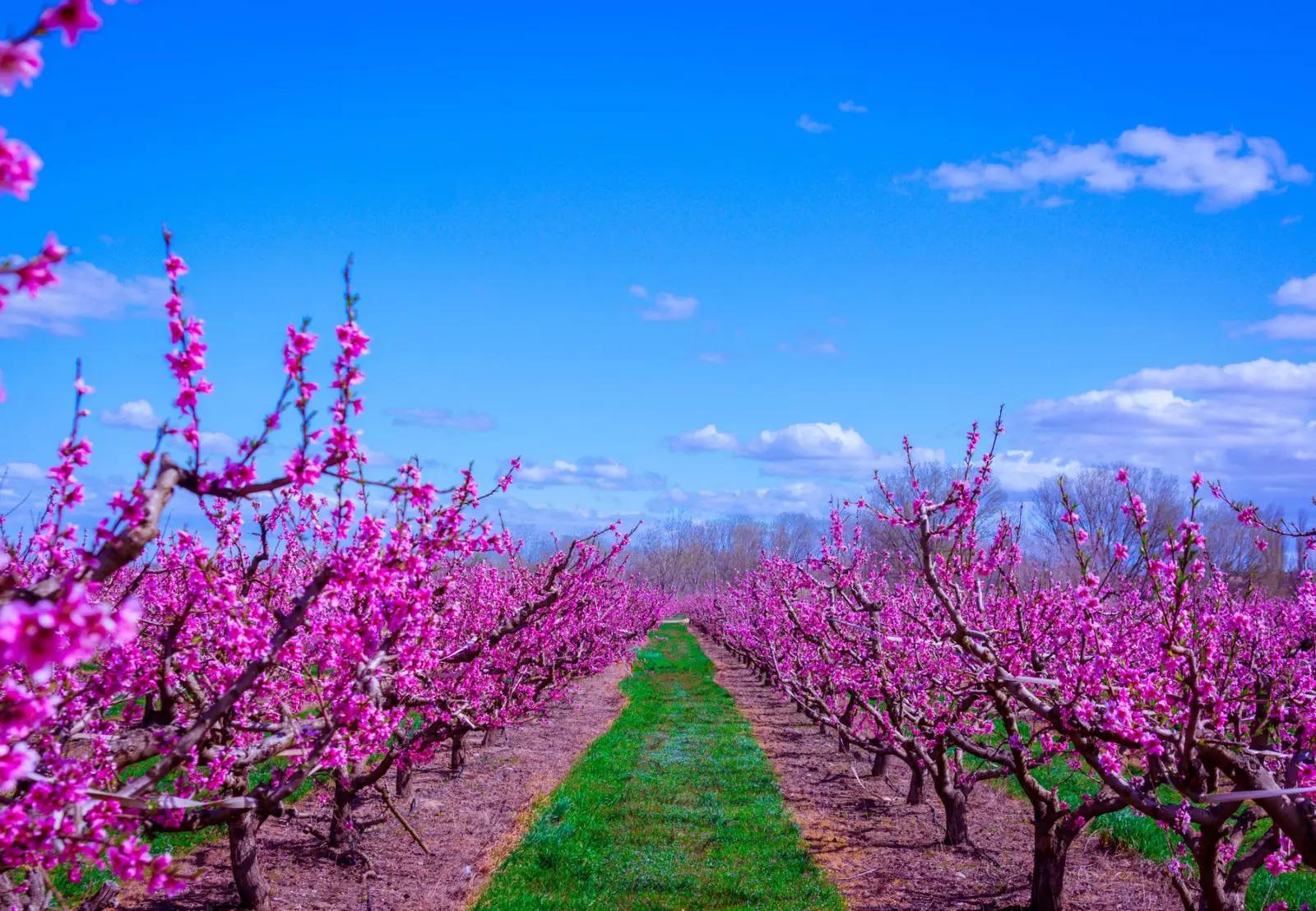 Un'esplosione di rosa ad Aitona.