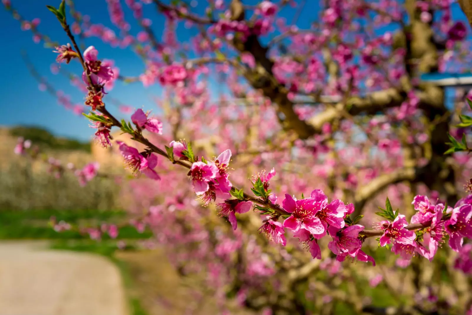 C'è qualcosa di più bello dell'esplosione di colori in primavera