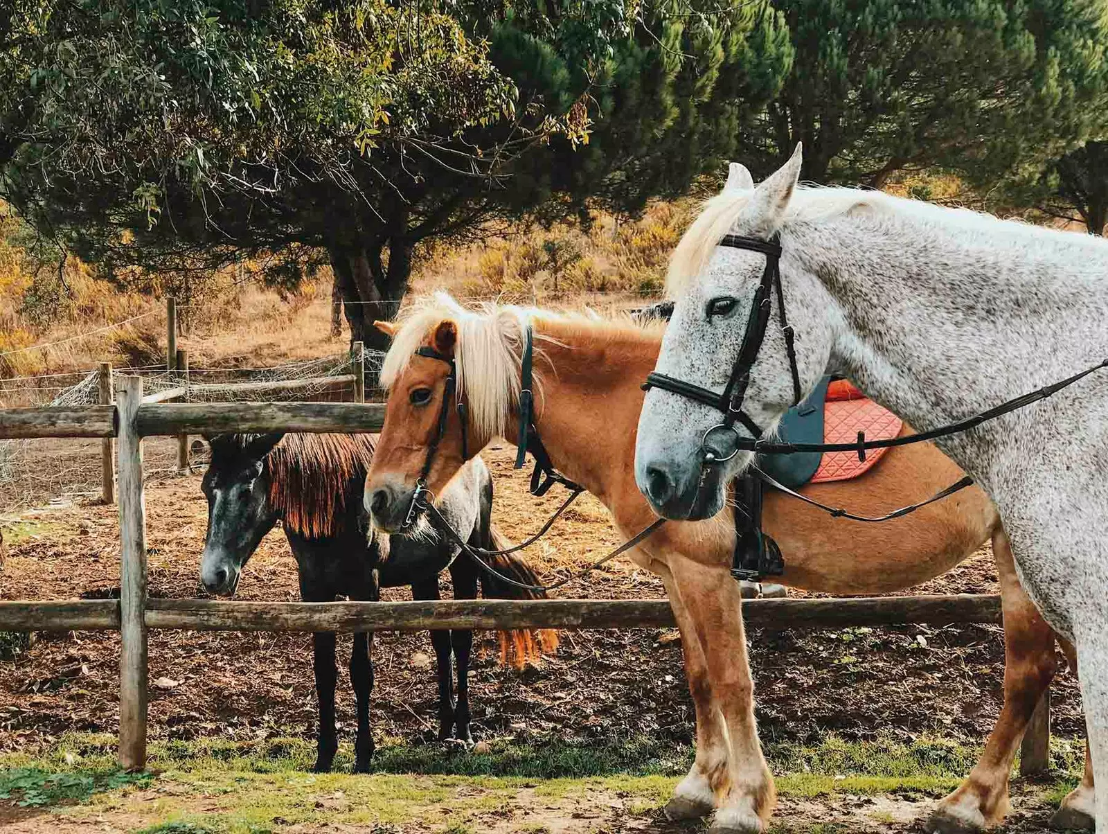 Cavalls a la Quinta da Matinha com de la família