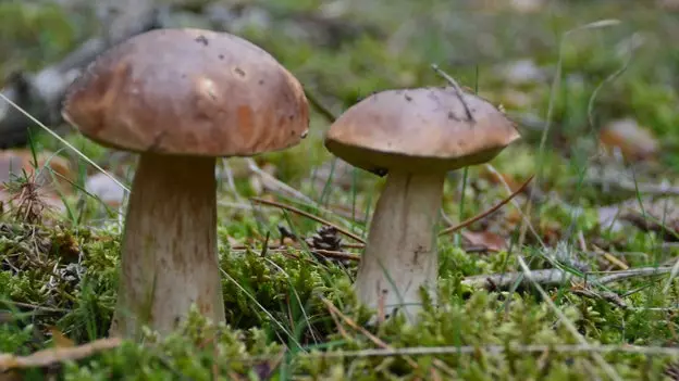 Mycological Gastro Rally gegnum Soria: sveppir jafnvel í síðasta skoti