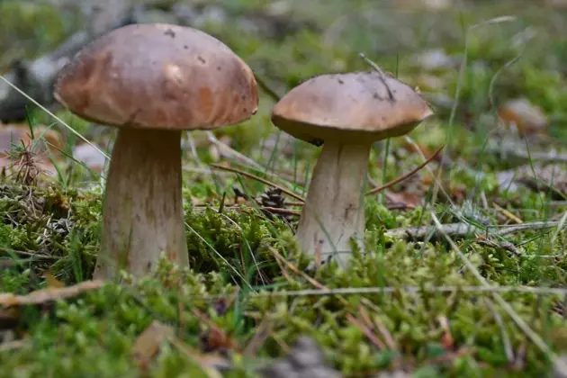 Soria tökéletes hely a kezdő gomba szerelmeseinek