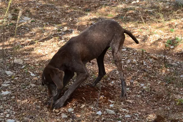 Een hond op zoek naar truffels