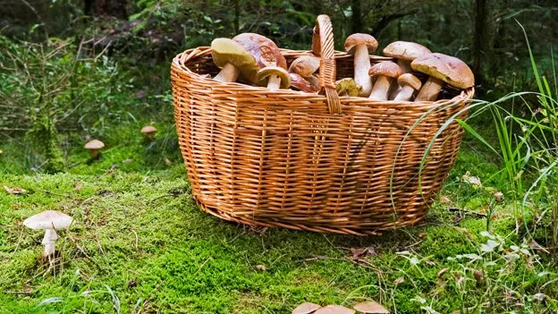 Everything you always wanted to know about mushrooms and never dared to ask