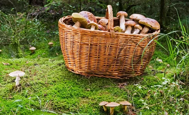 Saison de cueillette des champignons