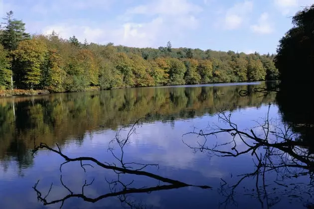 Foresta di Paimpont