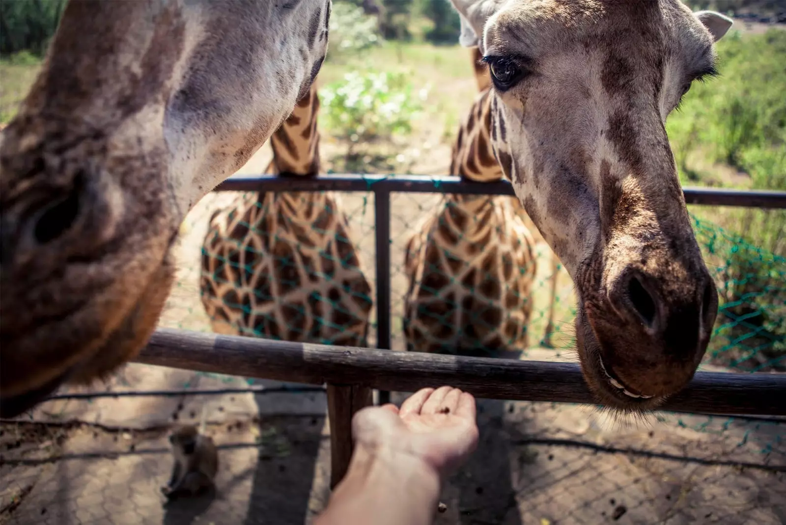 girafes au zoo