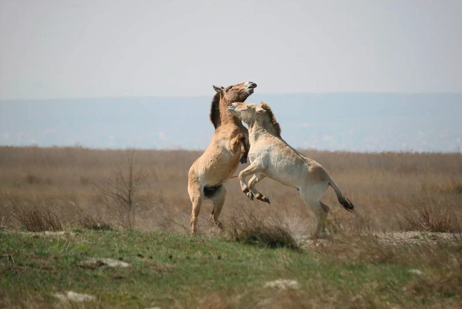 자연 서식지에 있는 Przewalskii의 말