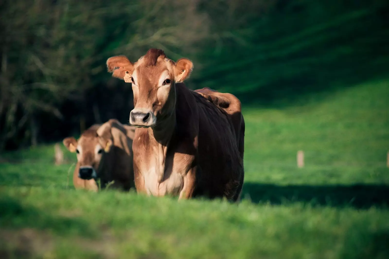 Vaches de Jersey par Airas Moniz