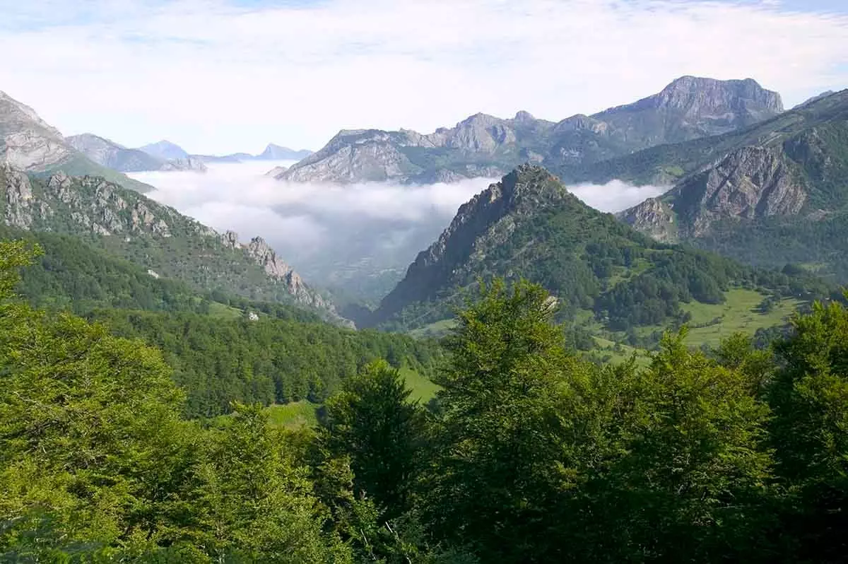 Foresti tal-Pics de Europa Asturias