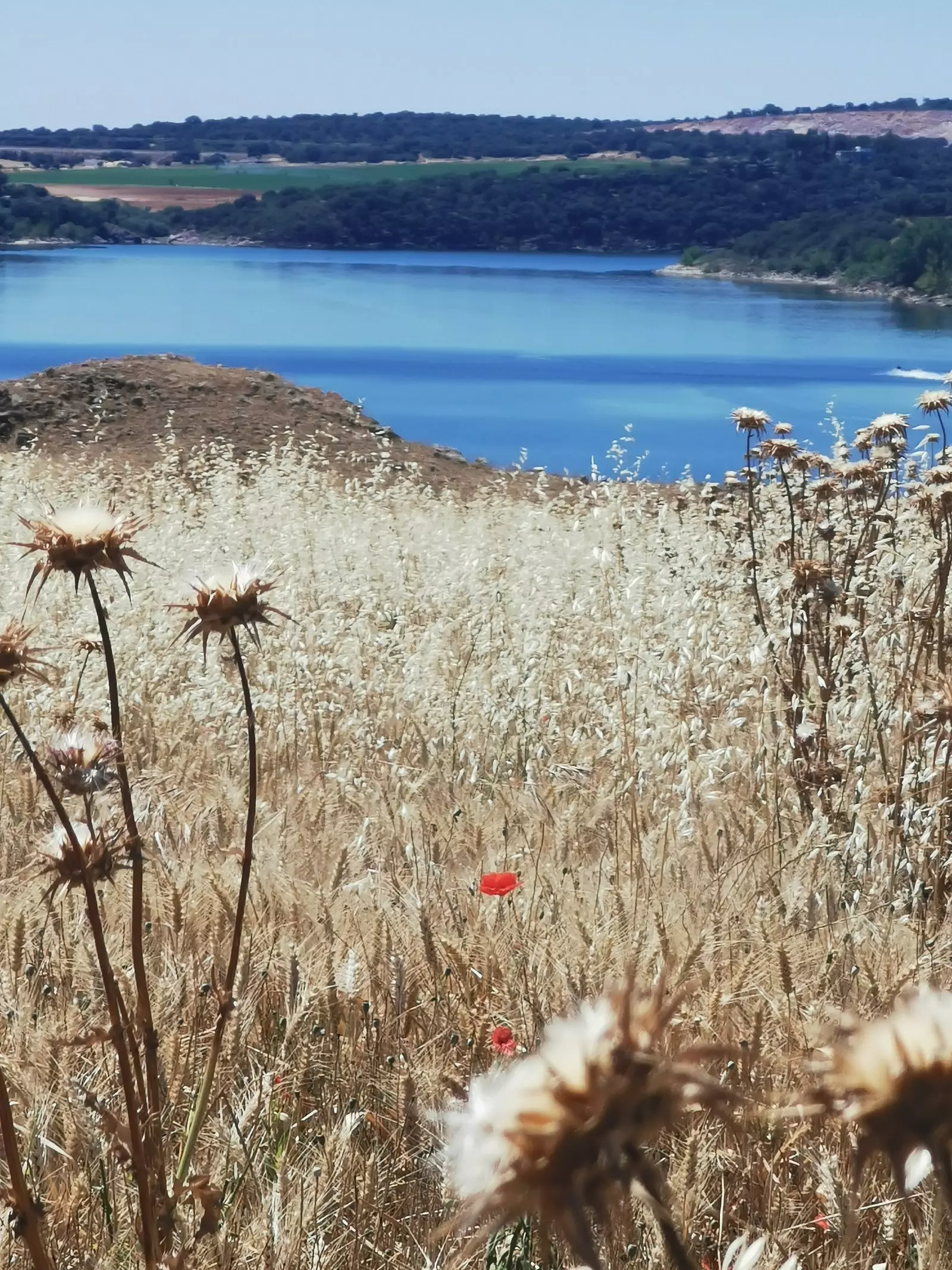 Καστροτοράφε