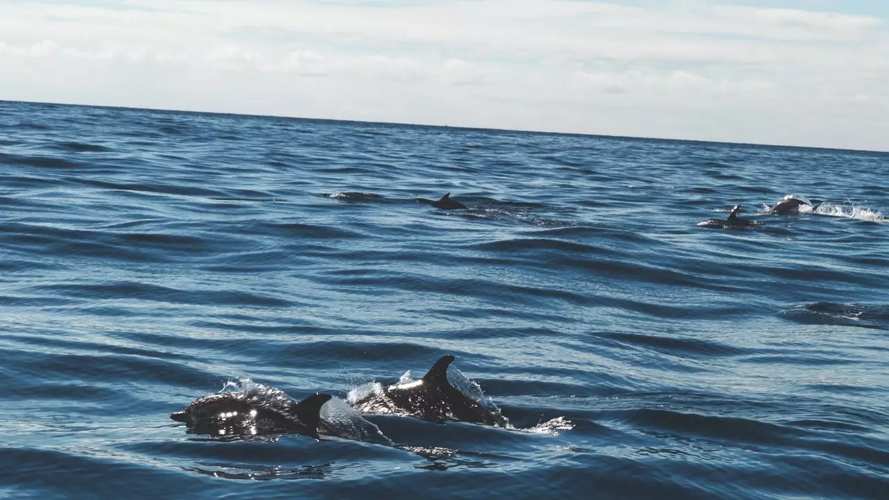 Segwi n-nixxiegħa lejn l-Azores