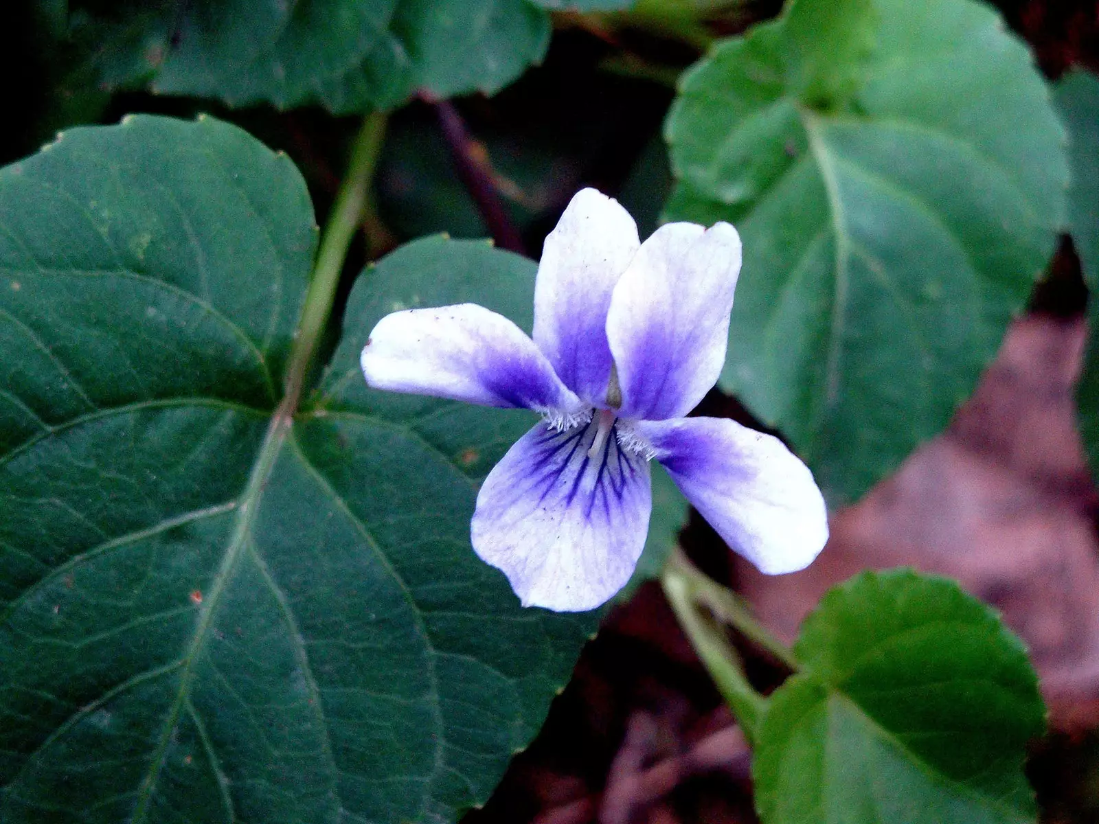 Violet Anaga