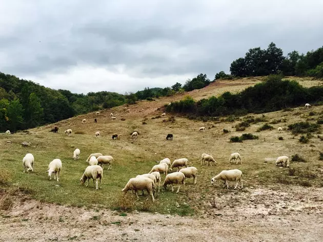 Cameros je transhumance