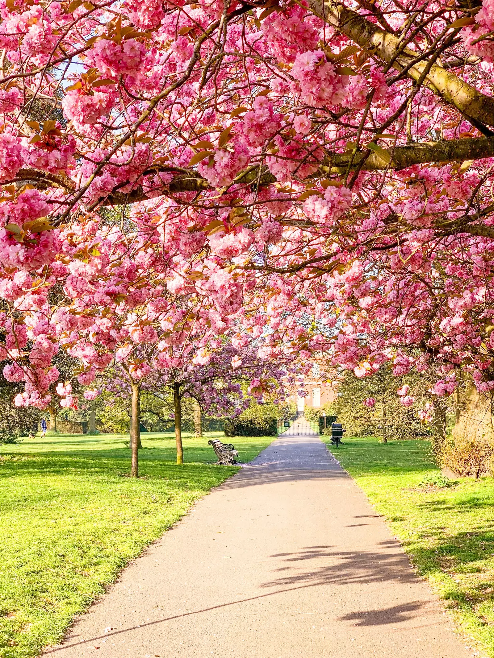 Pokok ceri di Greenwich London.