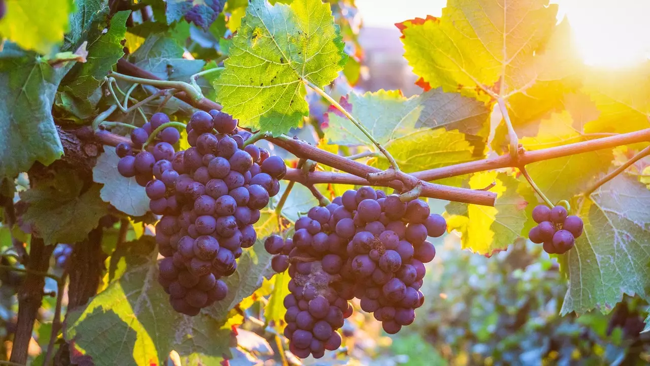 Ce sont les meilleurs vignobles du monde en 2019