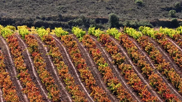 सबसे प्रामाणिक Rioja खोजने के लिए दस सिफारिशें