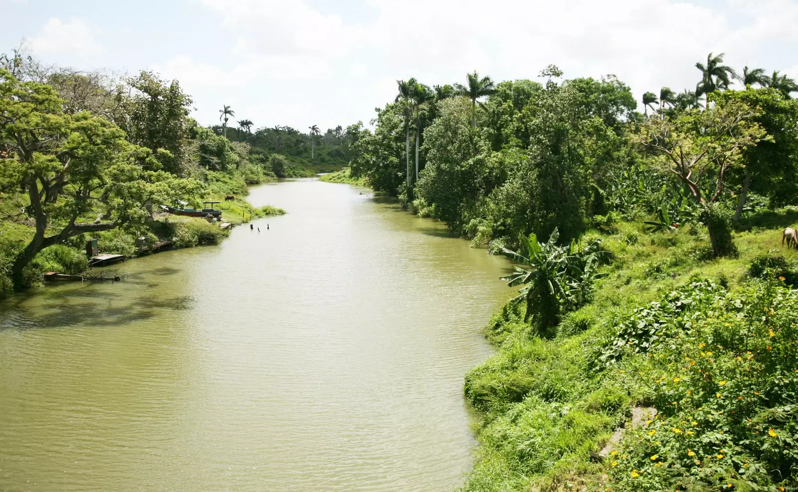 Rive del fiume Undoso lungo le quali si naviga fino al porto di Isabela de Sagua.