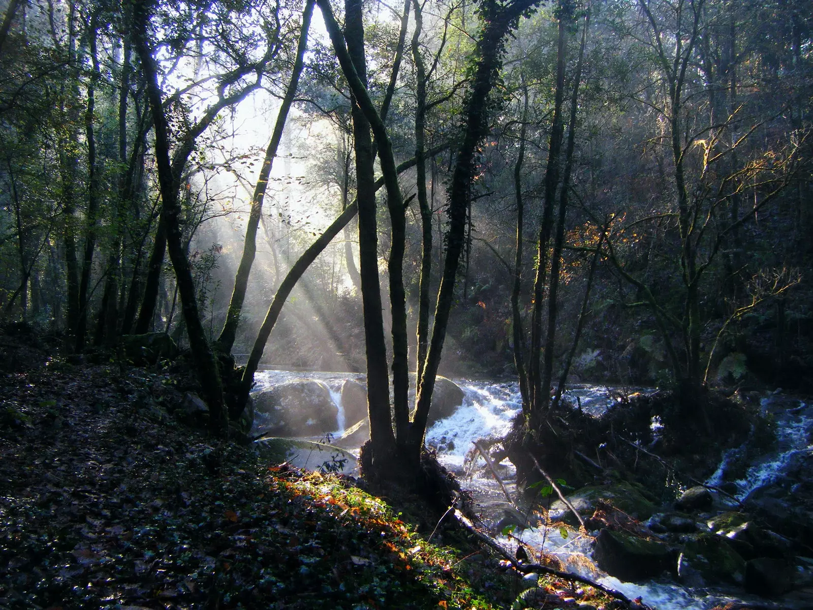 Els espessos boscos de Gondomar