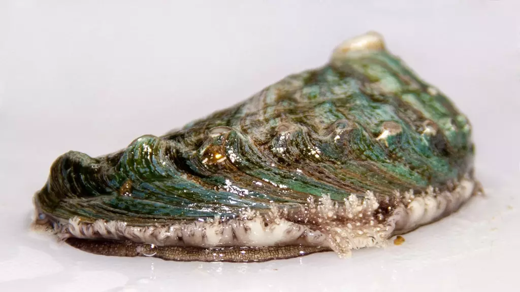 Abalone, die exklusivste und teuerste Molluske der Welt, wird in der Mündung von Muros y Noia gezüchtet