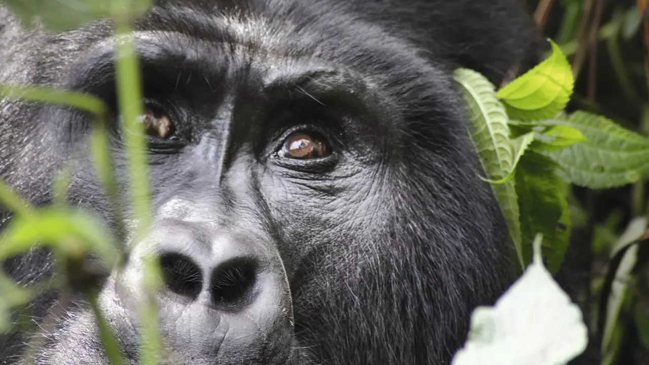 Ciparu mantojums un pēdējās kalnu gorillas Ugandā