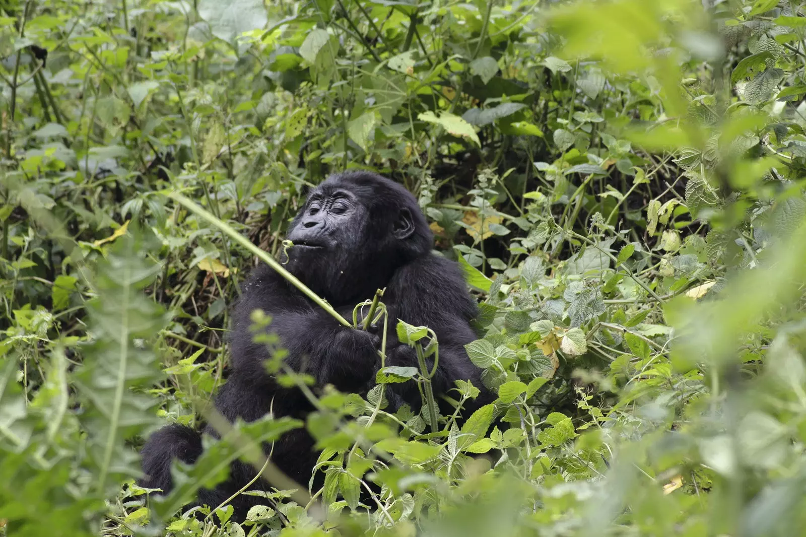 Egy evő serdülő gorilla lő a Bwindi Impenetrable Forest Nemzeti Parkban