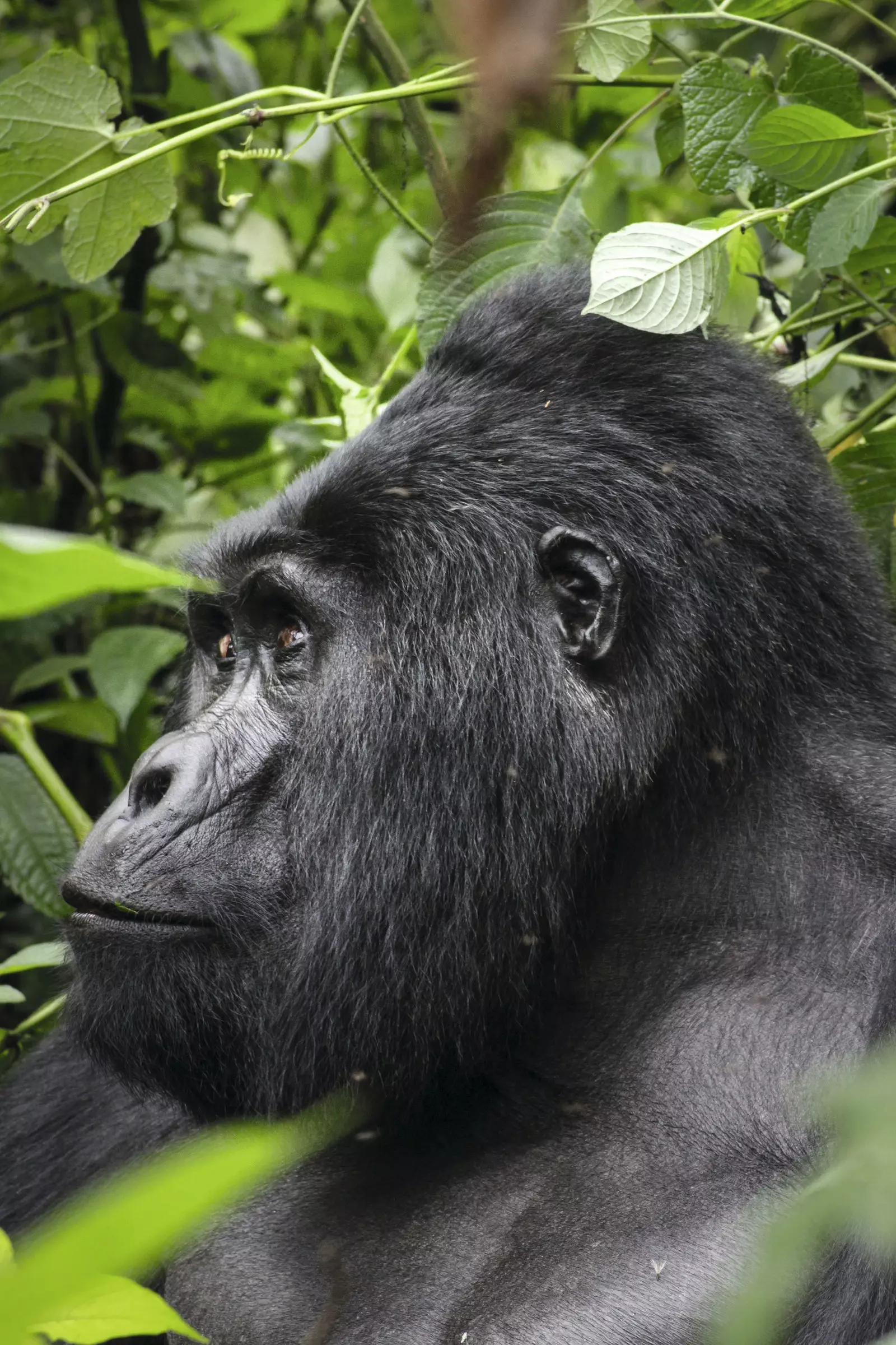 ezüsthátú gorilla uganda