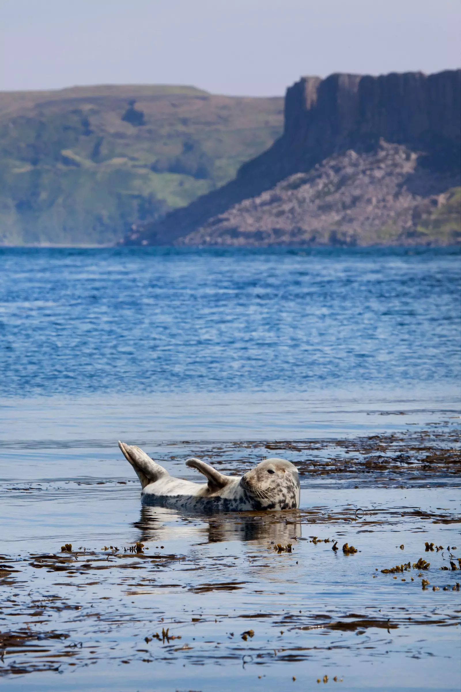 Het geluk van een zeehond op Rathlin Island