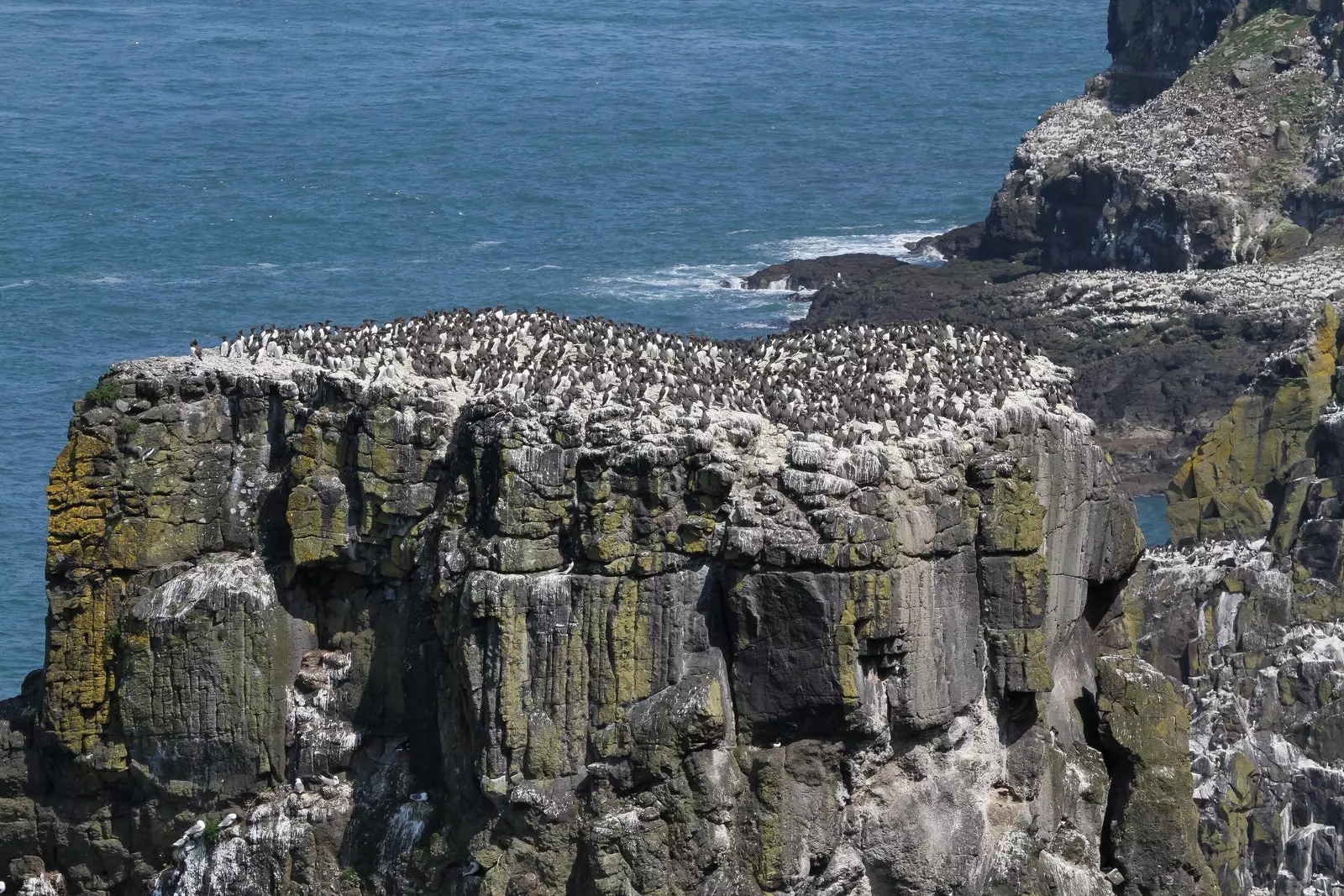 Βασαλτικές στήλες κοντά στο West Light Seabird Center γεμάτες γλάρους και διαφορετικά πουλιά