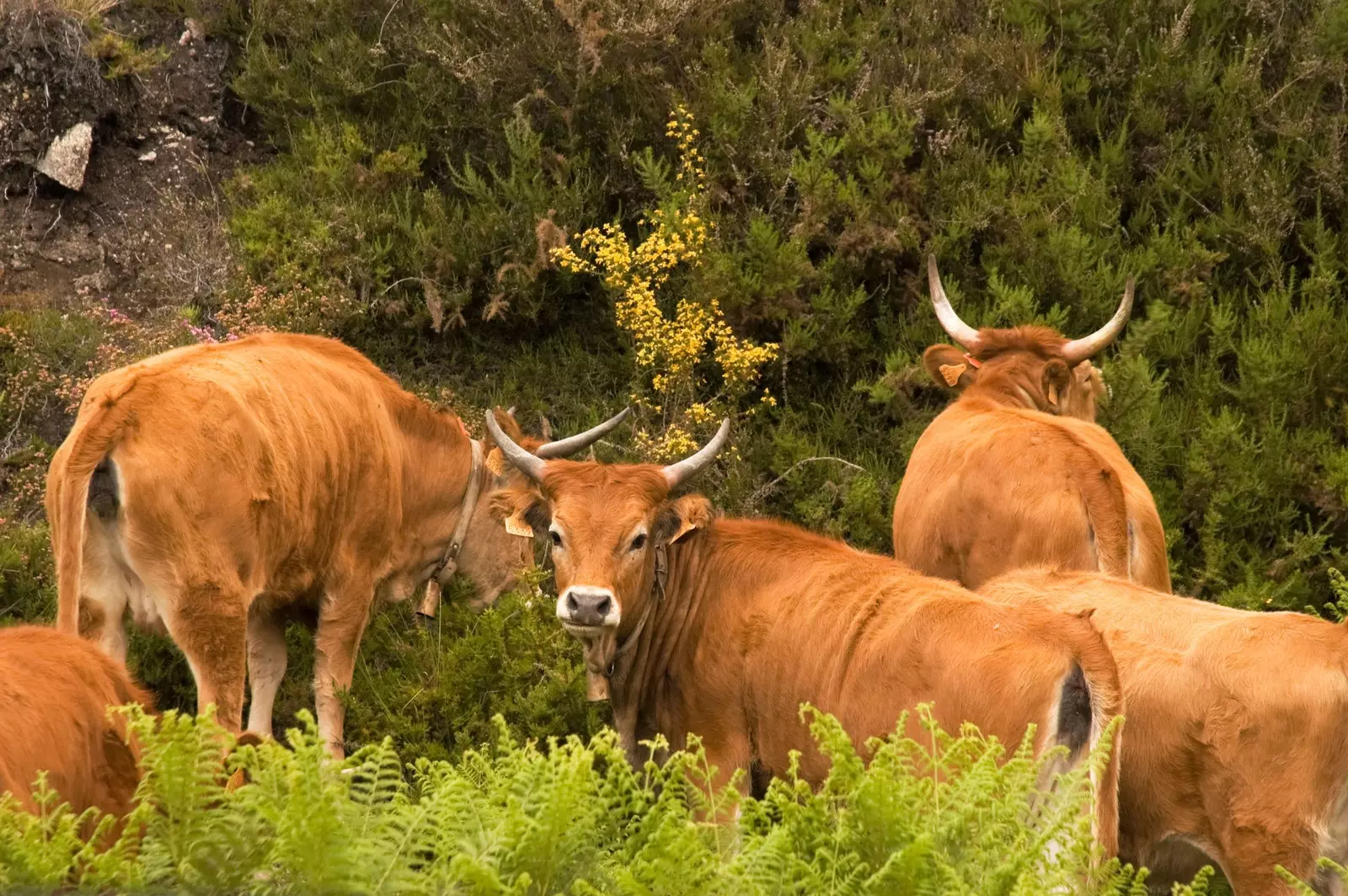 Bezerros de vaca Cachena em Olelas