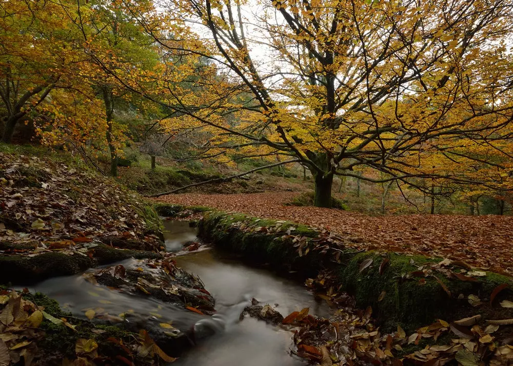 The first Natural Park of Galicia Monte Aloia Natural Park