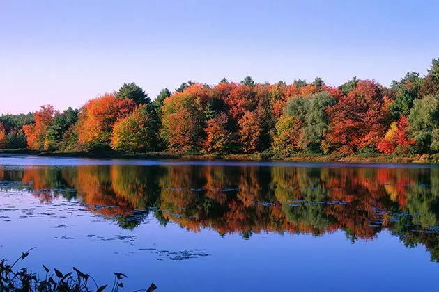 Walden, livet i skogen