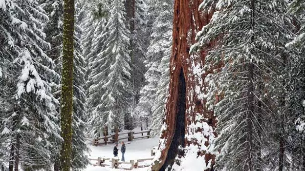 The Great American Route, third stage: among the giant sequoias