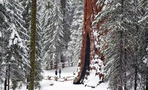 A forest of records