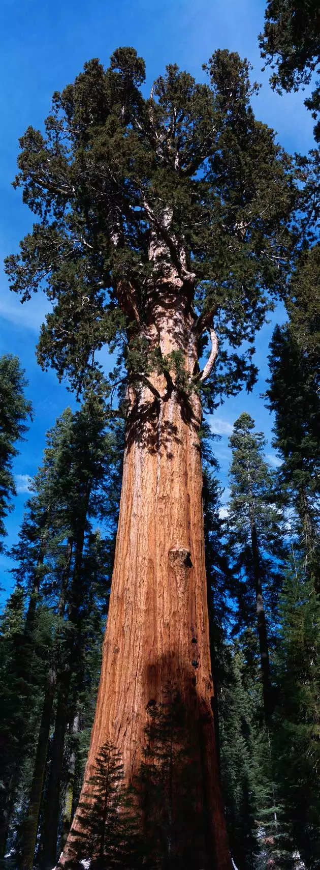 General Sherman'ın gölgesinde