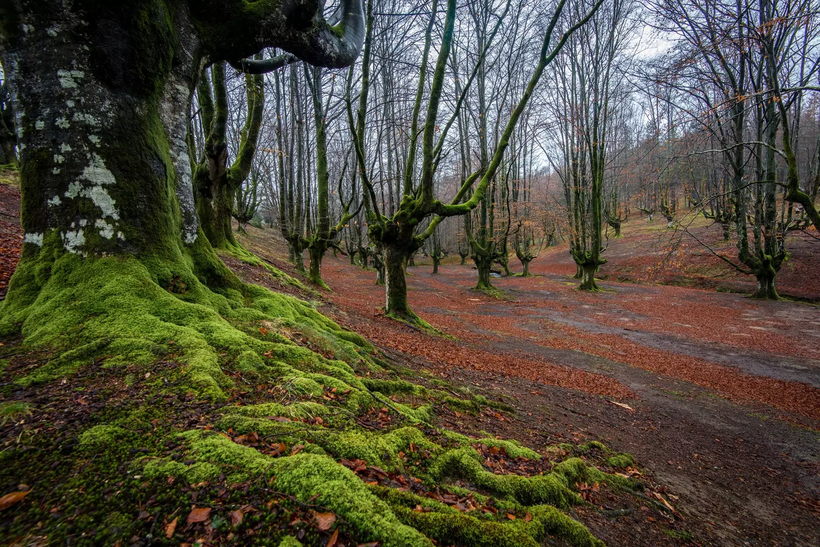 Plămânul natural basc dedesubturile Gorbeiei